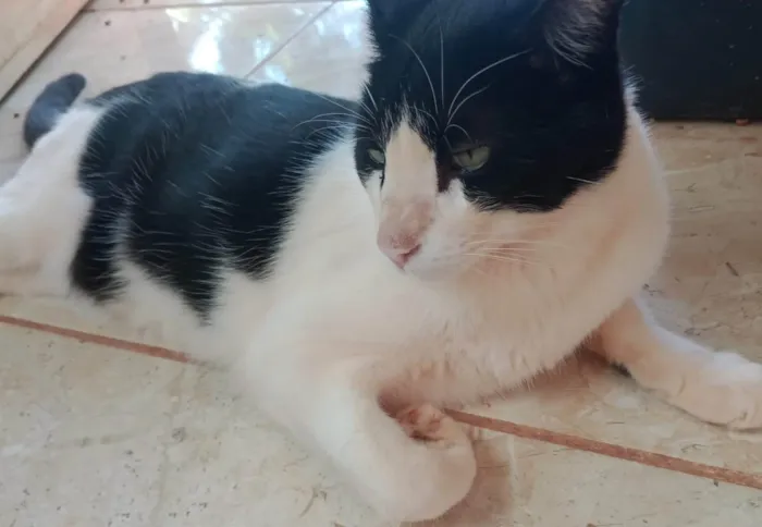 Gato ra a SRD-ViraLata idade 4 anos nome Mupi