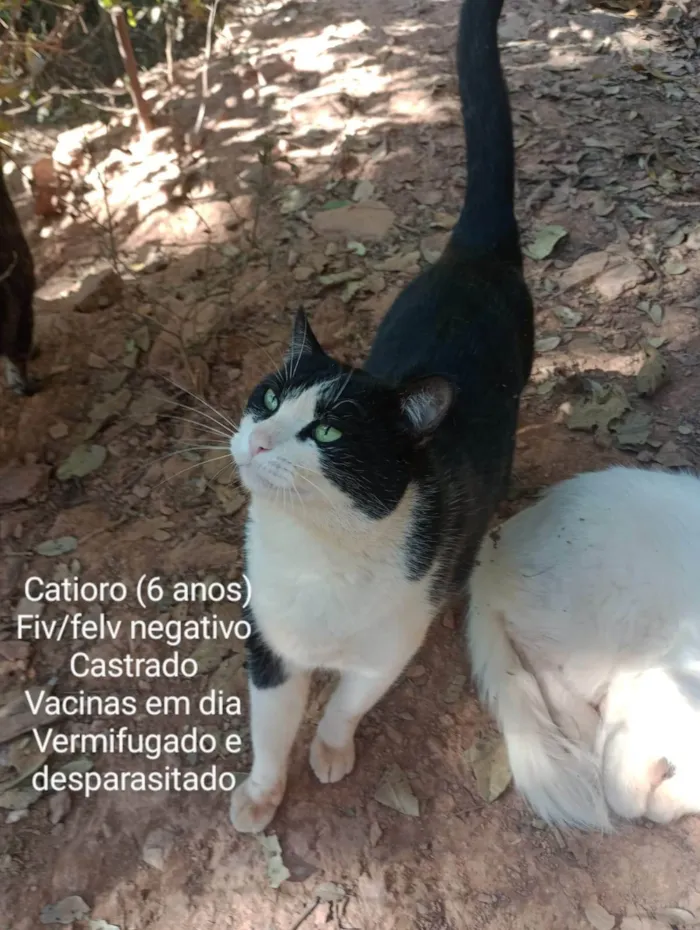 Gato ra a SRD-ViraLata idade 6 ou mais anos nome Catioro