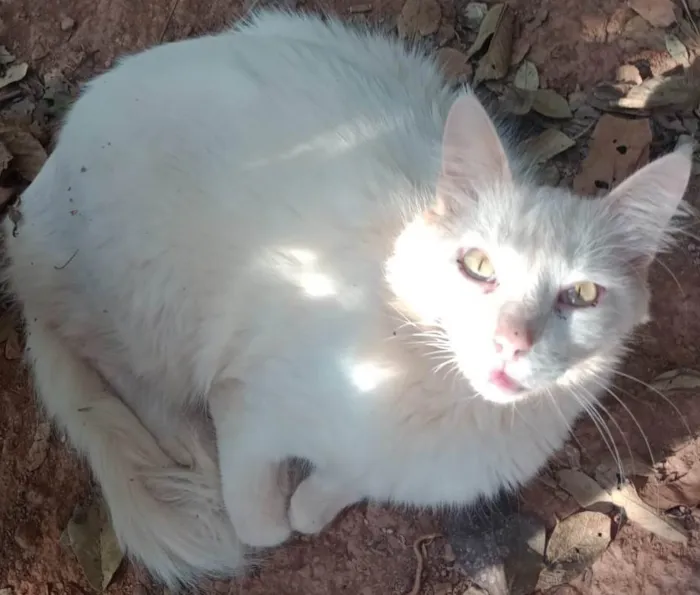 Gato ra a SRD-ViraLata idade 4 anos nome Gohan