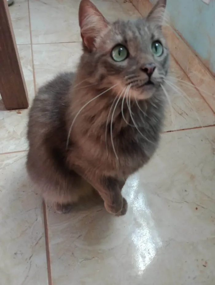 Gato ra a SRD-ViraLata idade 2 anos nome Beerus Sama