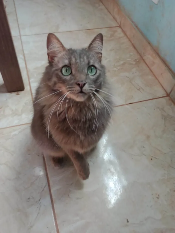 Gato ra a SRD-ViraLata idade 2 anos nome Beerus Sama