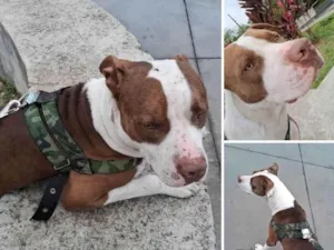 Cachorro raça Pit-Bull idade 1 ano nome Zeus