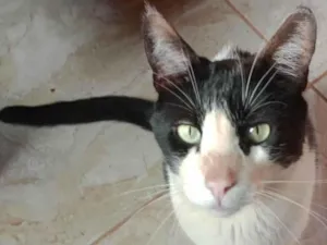 Gato raça SRD-ViraLata idade 4 anos nome Mupi