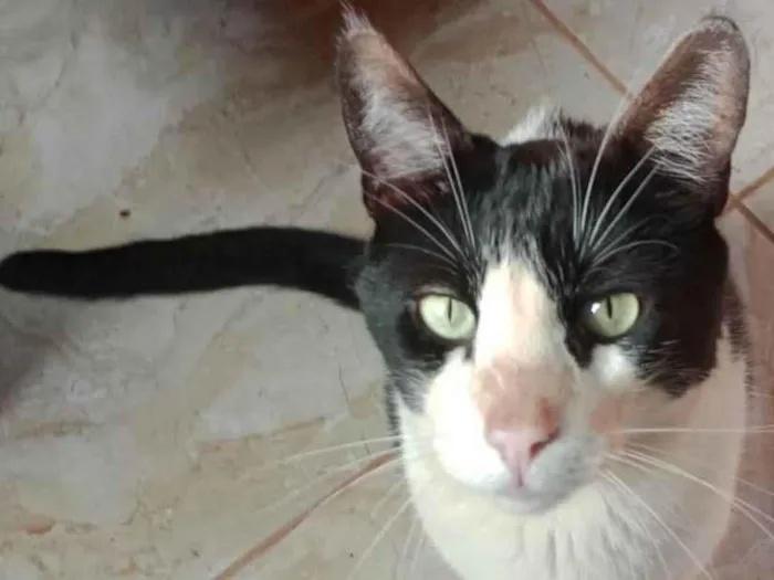 Gato ra a SRD-ViraLata idade 4 anos nome Mupi