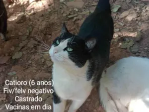 Gato raça SRD-ViraLata idade 6 ou mais anos nome Catioro