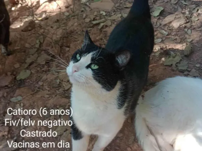 Gato ra a SRD-ViraLata idade 6 ou mais anos nome Catioro