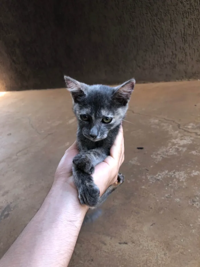 Gato ra a Siamês idade 2 a 6 meses nome Nao tem ainda