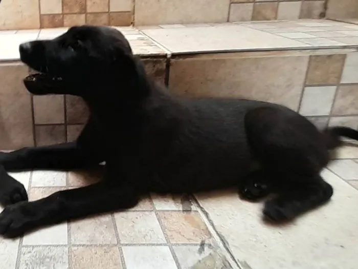 Cachorro ra a SRD-ViraLata idade 2 a 6 meses nome Filhote sem nome (bebezinha)