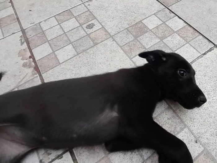 Cachorro ra a SRD-ViraLata idade 2 a 6 meses nome Filhote sem nome (bebezinha)