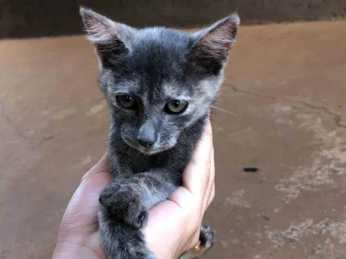 Gato ra a Siamês idade 2 a 6 meses nome Nao tem ainda