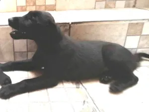 Cachorro raça SRD-ViraLata idade 2 a 6 meses nome Filhote sem nome (bebezinha)