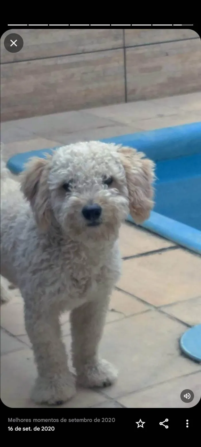 Cachorro ra a Poodle idade 5 anos nome Luke