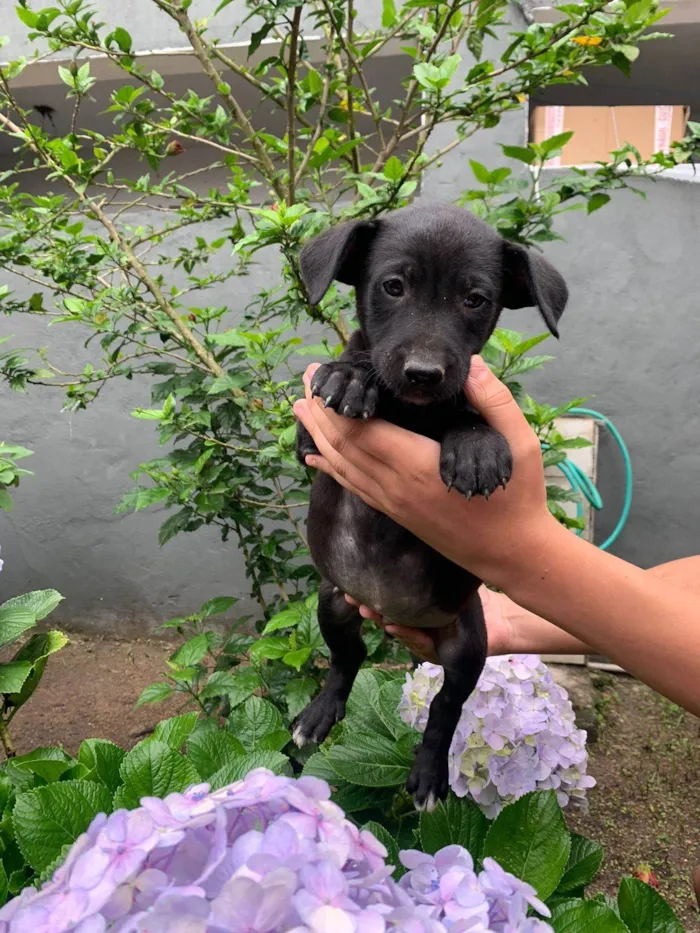 Cachorro ra a SRD-ViraLata idade 2 a 6 meses nome ele não tem nome ainda 