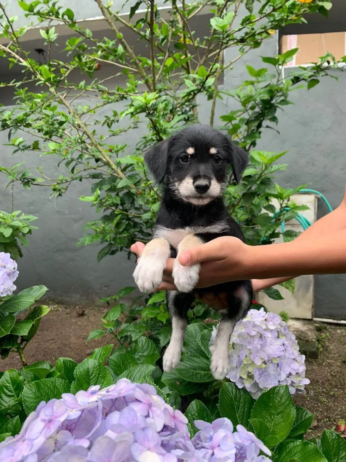 Cachorro ra a SRD-ViraLata idade 2 a 6 meses nome nao tem nome 