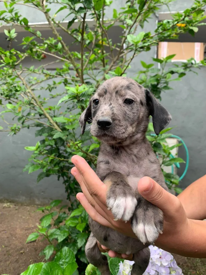 Cachorro ra a SRD-ViraLata idade 2 a 6 meses nome nao tem nome 