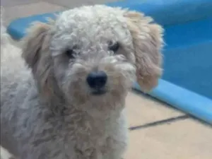 Cachorro raça Poodle idade 5 anos nome Luke