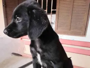 Cachorro raça SRD-ViraLata idade 2 a 6 meses nome Sem nome