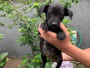 Cachorro raça SRD-ViraLata idade 2 a 6 meses nome ele não tem nome ainda 