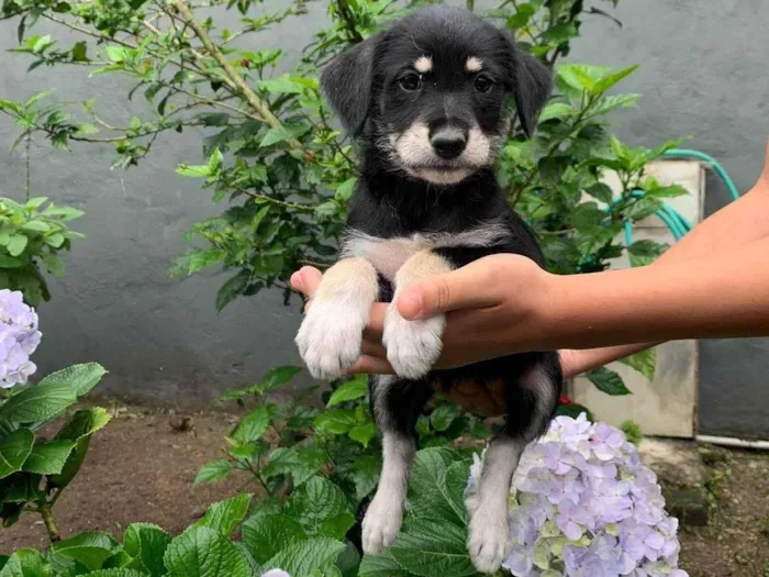 Cachorro ra a SRD-ViraLata idade 2 a 6 meses nome nao tem nome 