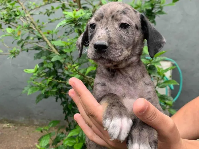 Cachorro ra a SRD-ViraLata idade 2 a 6 meses nome nao tem nome 