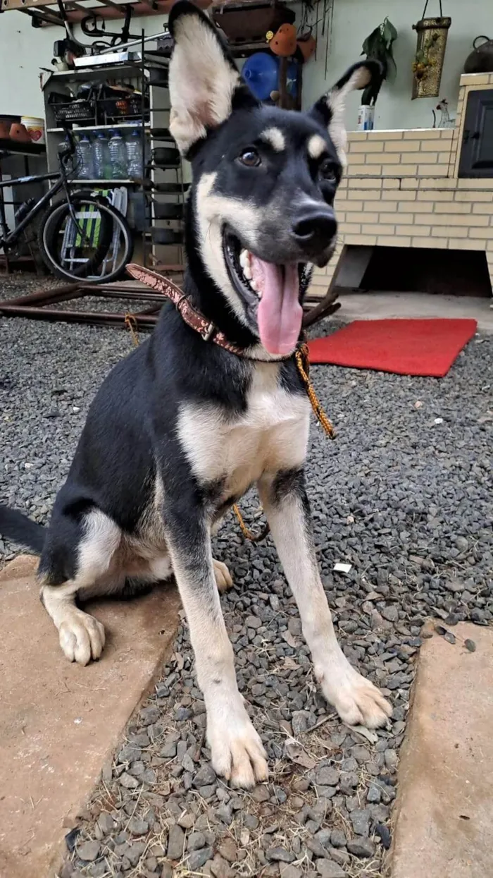 Cachorro ra a SRD-ViraLata idade 2 a 6 meses nome Max