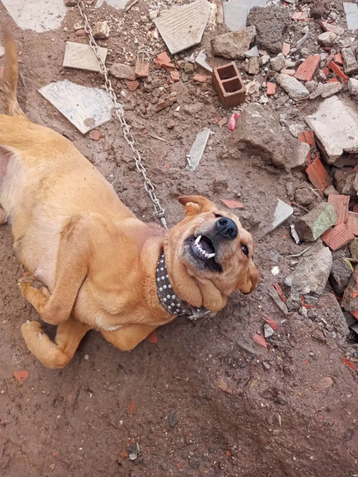 Cachorro ra a SRD-ViraLata idade Abaixo de 2 meses nome Jaqueline silva de Almeida