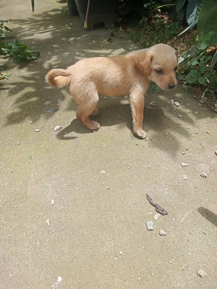 Cachorro ra a SRD-ViraLata idade Abaixo de 2 meses nome Jaqueline silva de Almeida