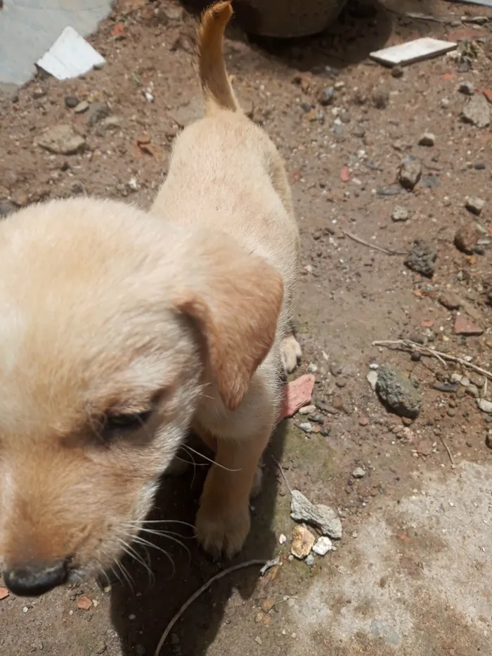 Cachorro ra a SRD-ViraLata idade Abaixo de 2 meses nome Jaqueline silva de Almeida