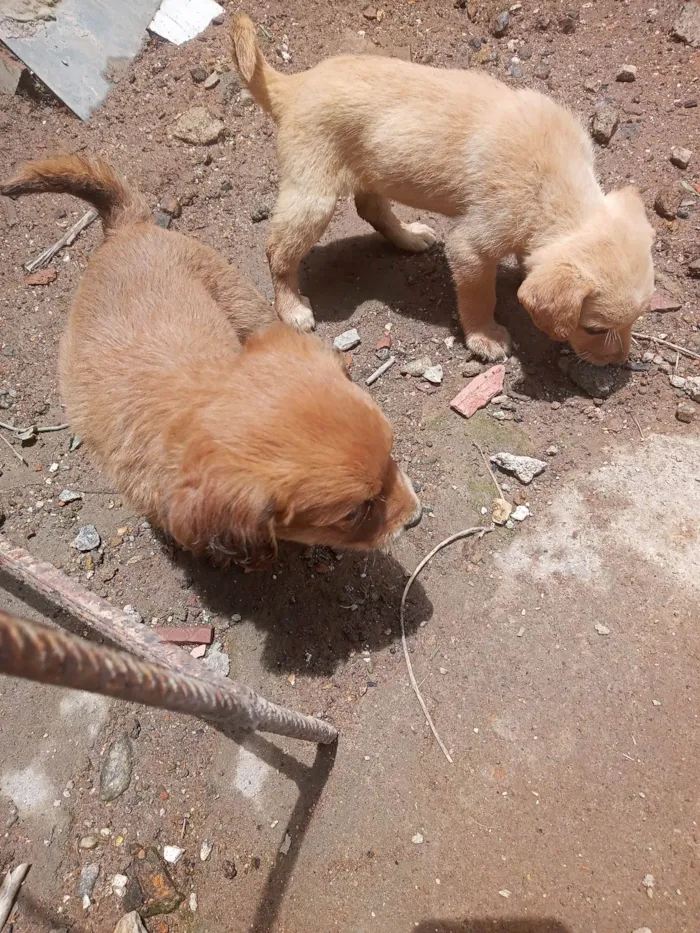 Cachorro ra a SRD-ViraLata idade Abaixo de 2 meses nome Jaqueline silva de Almeida