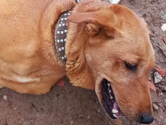 Cachorro ra a SRD-ViraLata idade Abaixo de 2 meses nome Jaqueline silva de Almeida