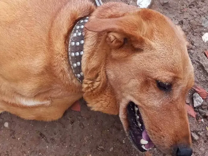 Cachorro ra a SRD-ViraLata idade Abaixo de 2 meses nome Jaqueline silva de Almeida