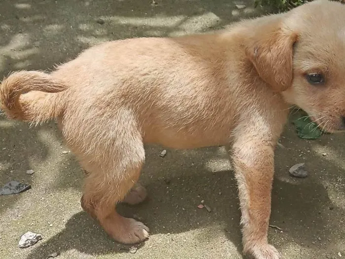 Cachorro ra a SRD-ViraLata idade Abaixo de 2 meses nome Jaqueline silva de Almeida