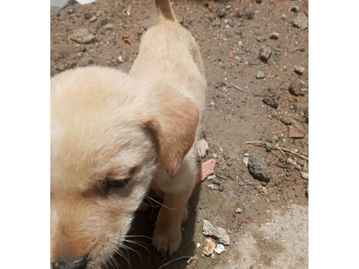 Cachorro ra a SRD-ViraLata idade Abaixo de 2 meses nome Jaqueline silva de Almeida