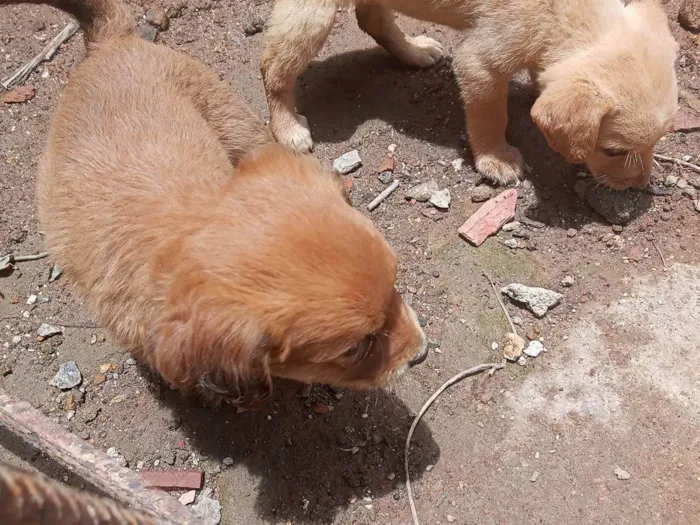 Cachorro ra a SRD-ViraLata idade Abaixo de 2 meses nome Jaqueline silva de Almeida