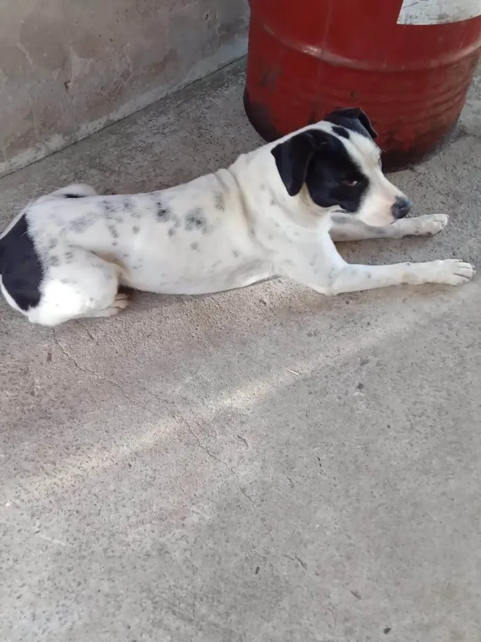 Cachorro ra a SRD-ViraLata idade 3 anos nome LUPY