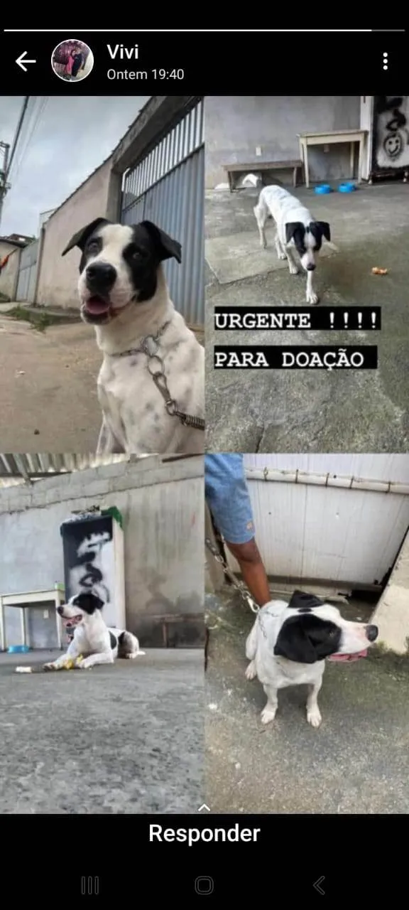 Cachorro ra a SRD-ViraLata idade 3 anos nome LUPY