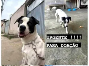 Cachorro raça SRD-ViraLata idade 3 anos nome LUPY