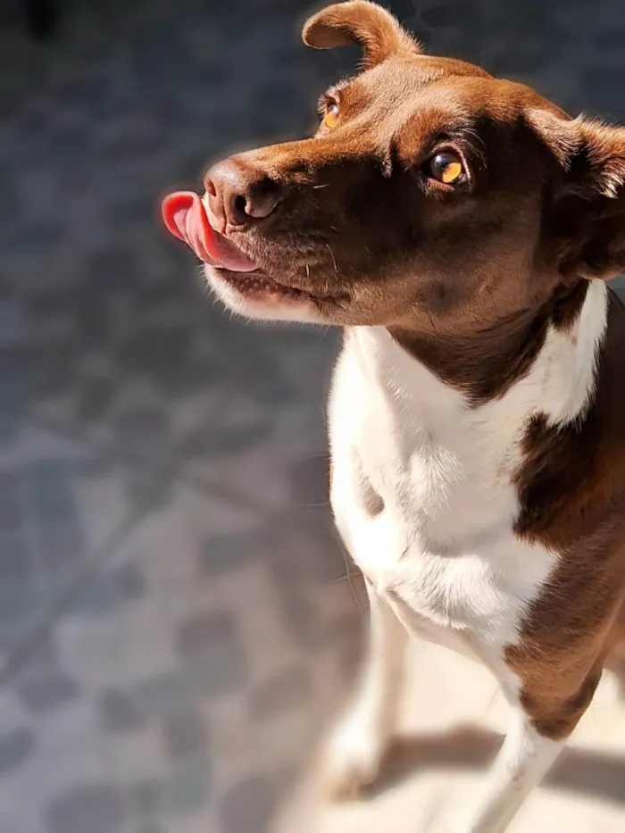 Cachorro ra a SRD-ViraLata idade 6 ou mais anos nome Nala