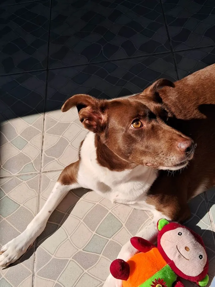 Cachorro ra a SRD-ViraLata idade 6 ou mais anos nome Nala