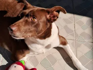 Cachorro raça SRD-ViraLata idade 6 ou mais anos nome Nala