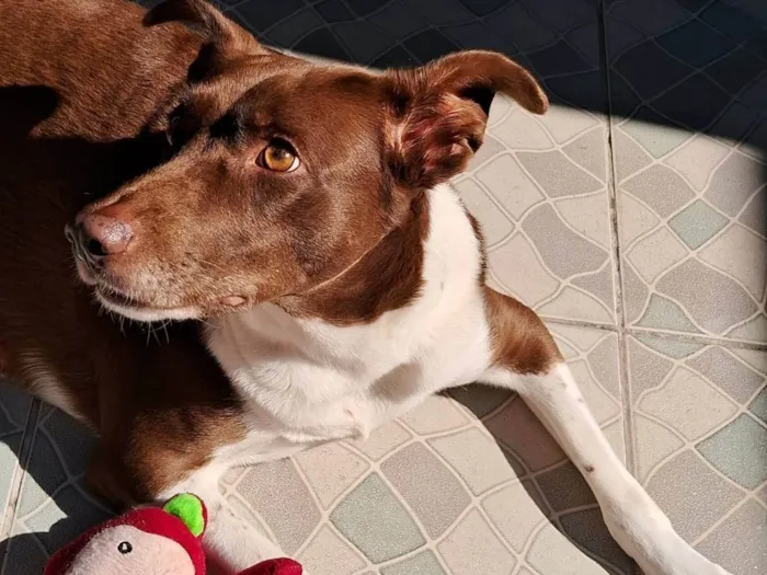 Cachorro ra a SRD-ViraLata idade 6 ou mais anos nome Nala