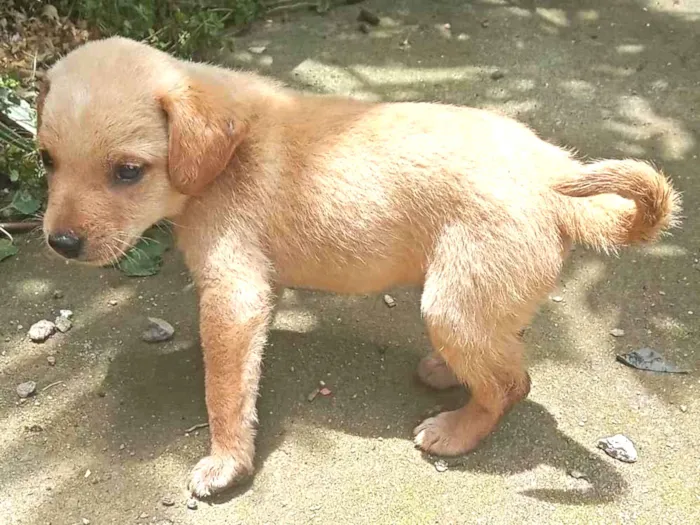 Cachorro ra a SRD-ViraLata idade Abaixo de 2 meses nome Jaqueline silva de Almeida