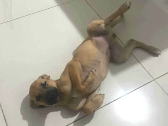 Cachorro ra a SRD-ViraLata idade 2 a 6 meses nome Sem nome