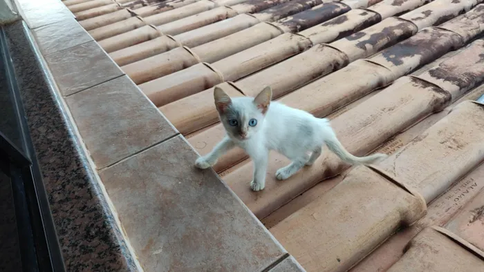 Gato ra a SRD-ViraLata idade Abaixo de 2 meses nome Gatos, família para adoção