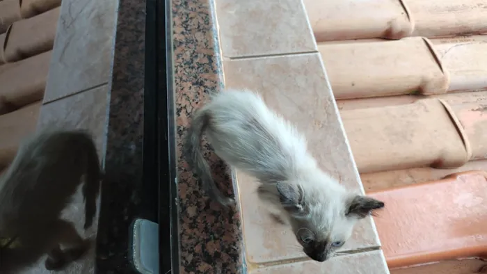 Gato ra a SRD-ViraLata idade Abaixo de 2 meses nome Gatos, família para adoção