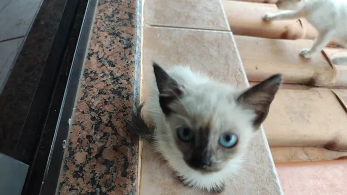 Gato ra a SRD-ViraLata idade Abaixo de 2 meses nome Gatos, família para adoção