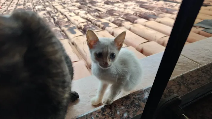 Gato ra a SRD-ViraLata idade Abaixo de 2 meses nome Gatos, família para adoção