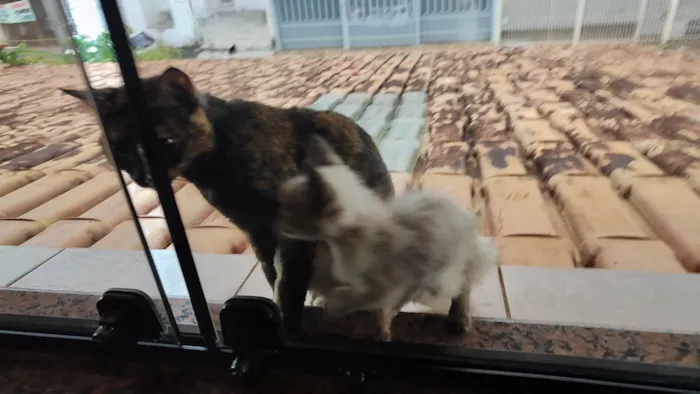 Gato ra a SRD-ViraLata idade Abaixo de 2 meses nome Gatos, família para adoção