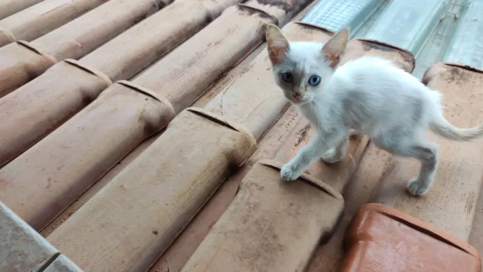 Gato ra a SRD-ViraLata idade Abaixo de 2 meses nome Gatos, família para adoção