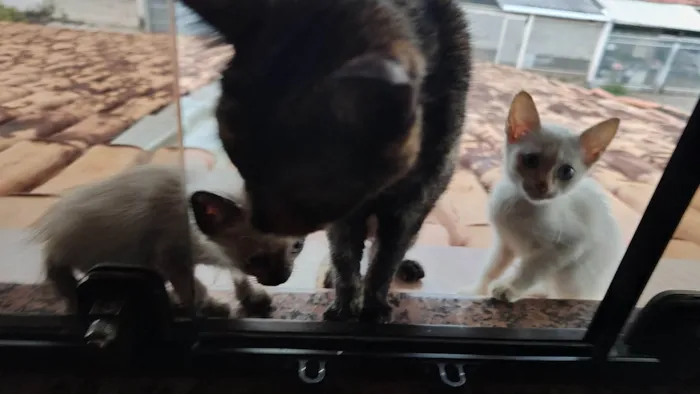 Gato ra a SRD-ViraLata idade Abaixo de 2 meses nome Gatos, família para adoção